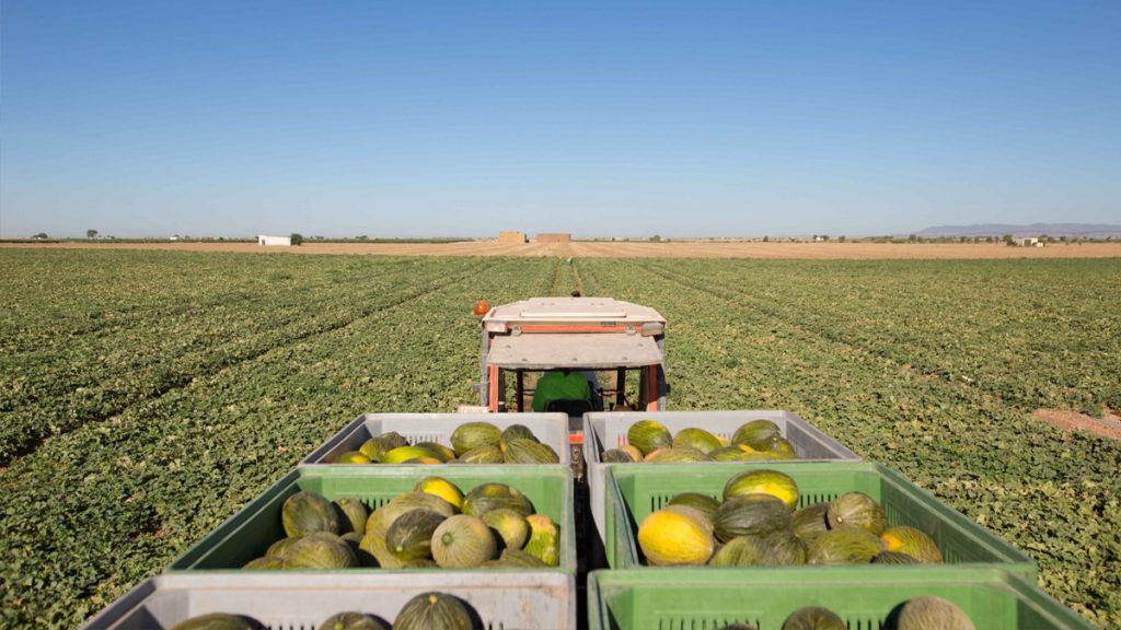 Recojida de melones en La Mancha