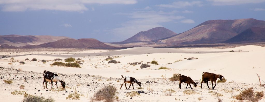 Cabra majorera. Isla de Fuerteventura