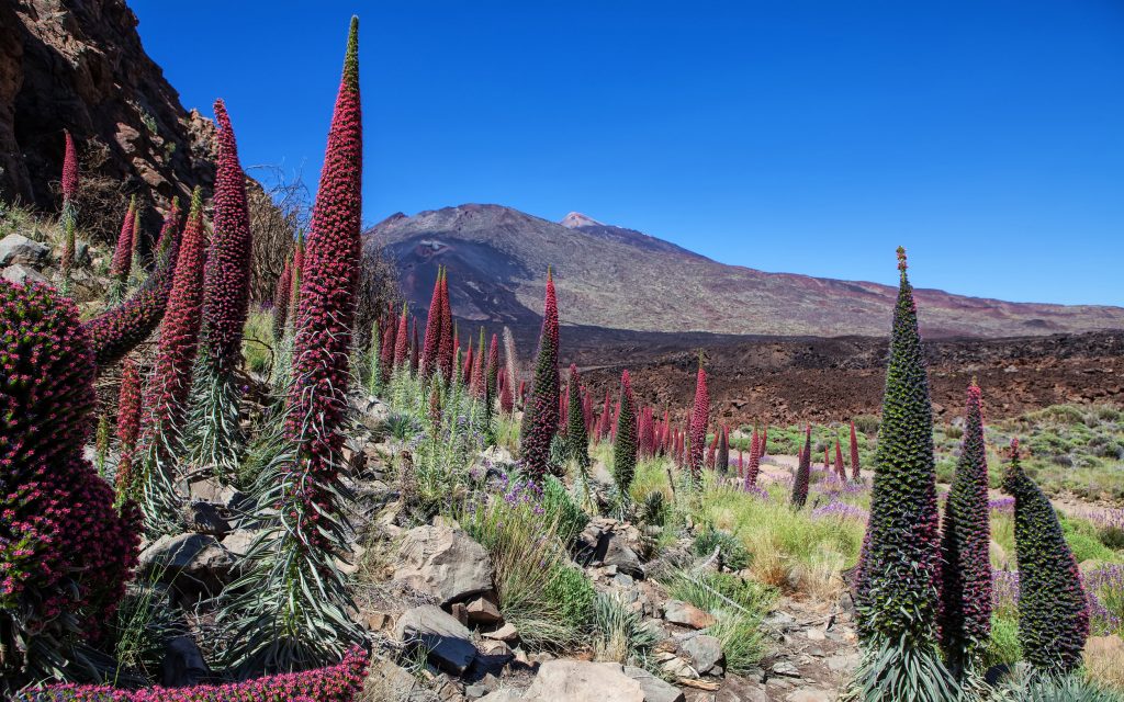 Planta de tajinaste en flor en el Parque Nacional del Teide