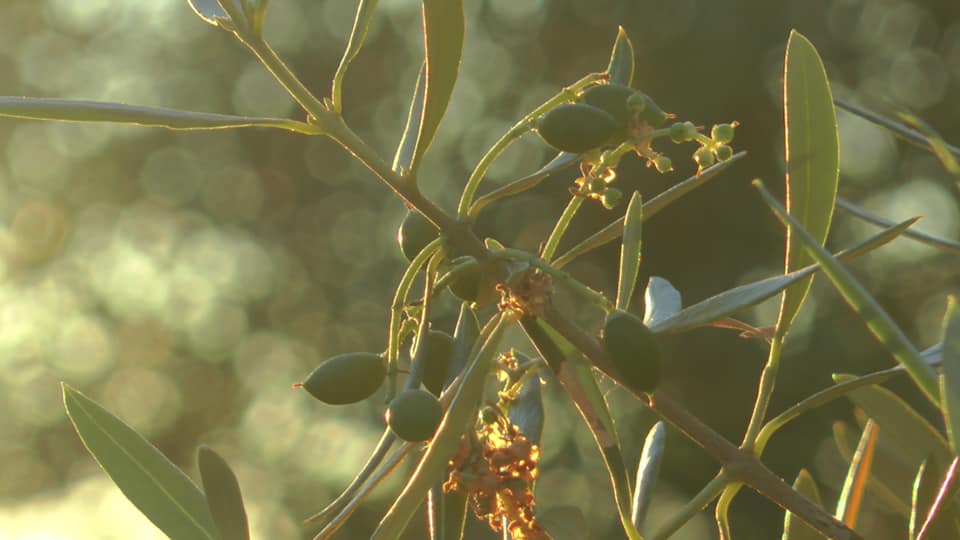 Aceituna en el olivo